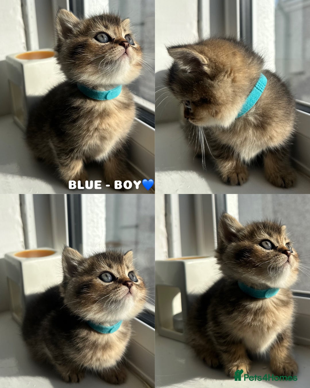 British Shorthair cats for sale: ⭐️TICA registered British Shorthair kittens⭐️ - Image 7