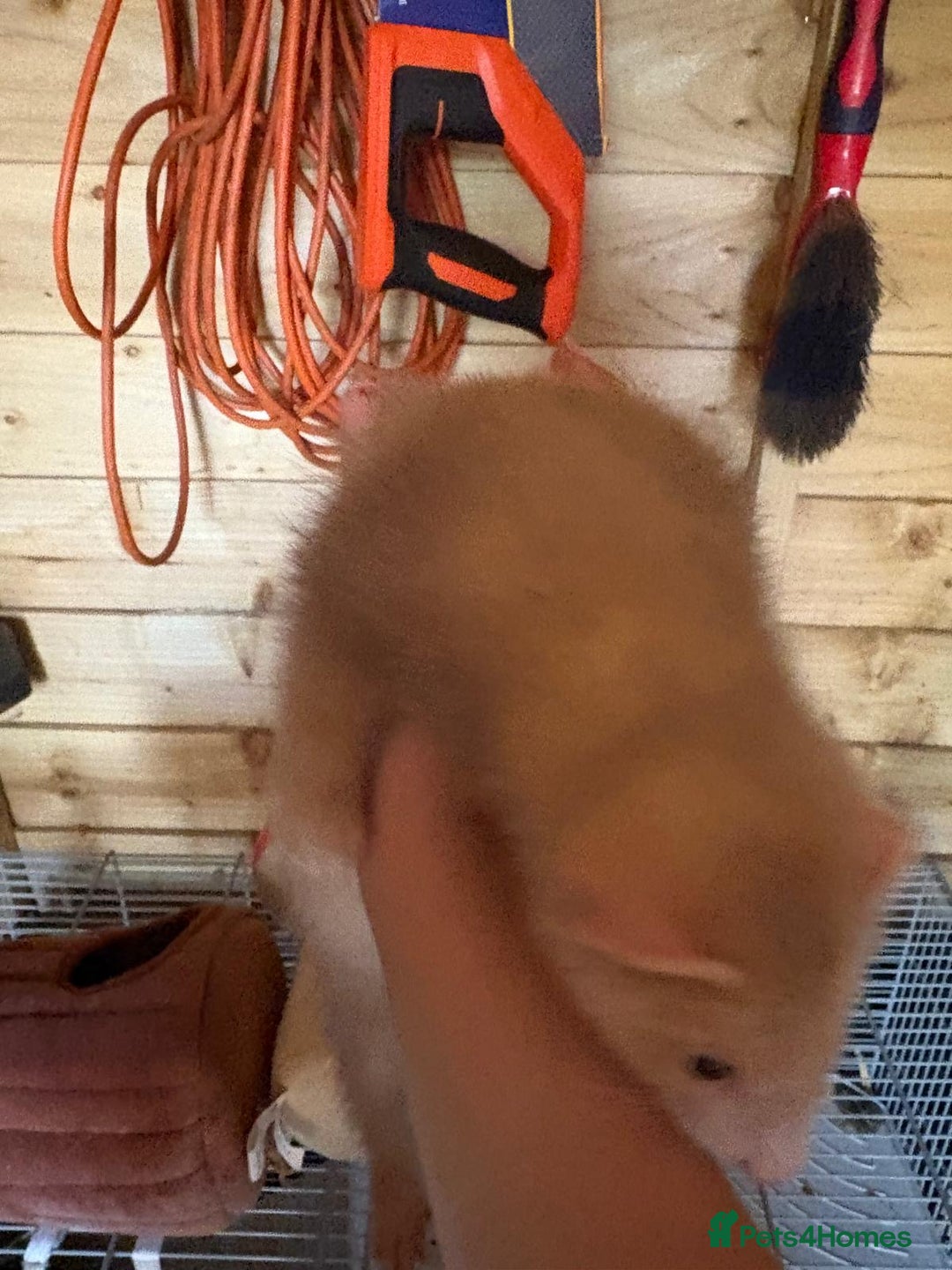 Ferret rodents for sale: 1 boy 1 girl ferrets  - Image 9