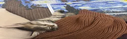 British Longhair cats for sale: Main Coon Mix Kittens for Sale - 6 months in Birmingham - Advert 2