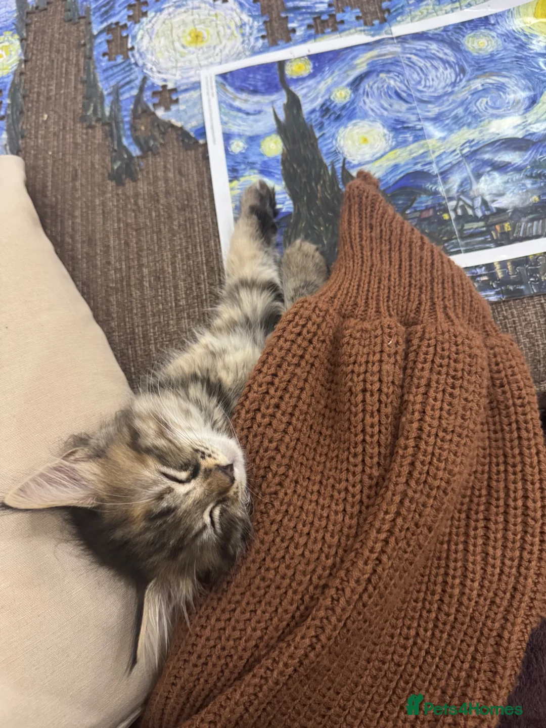 British Longhair cats for sale: Main Coon Mix Kittens for Sale - 6 months in Birmingham - Advert 2