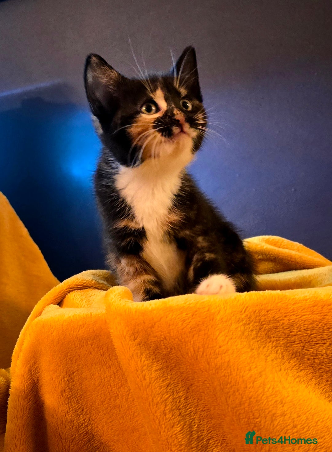 Mixed Breed cats for sale: 4 boys and 2 girls Family-Raised, Well-Socialised  - Image 13
