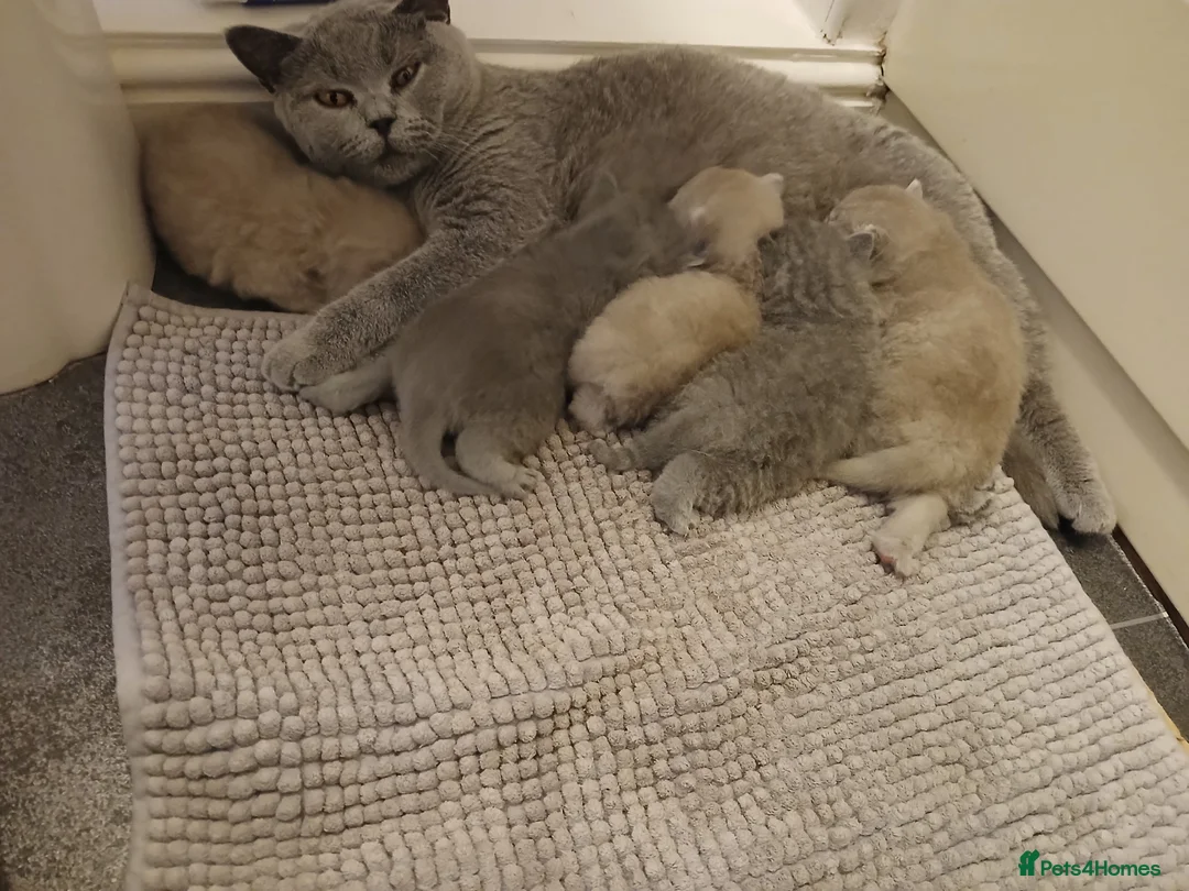 British Shorthair cats for sale: British shorthair kittens  - Advert 3