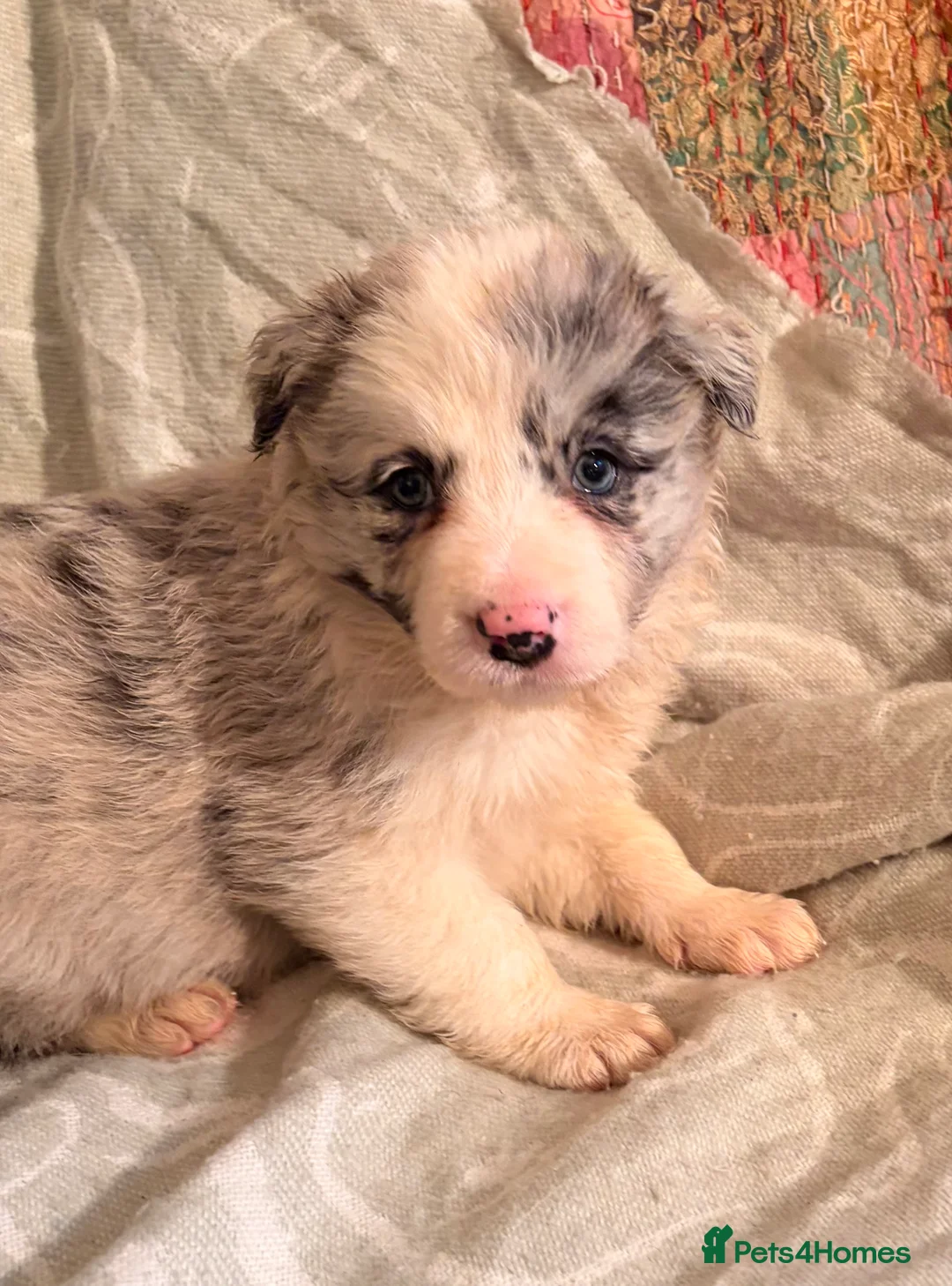 Border Collie dogs for sale: HEALTH TESTED CLEAR PARENTS BORDER COLLIE PUPS - Advert 28