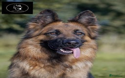 German Shepherd dogs for sale: German Shepherd Puppies - Image 2