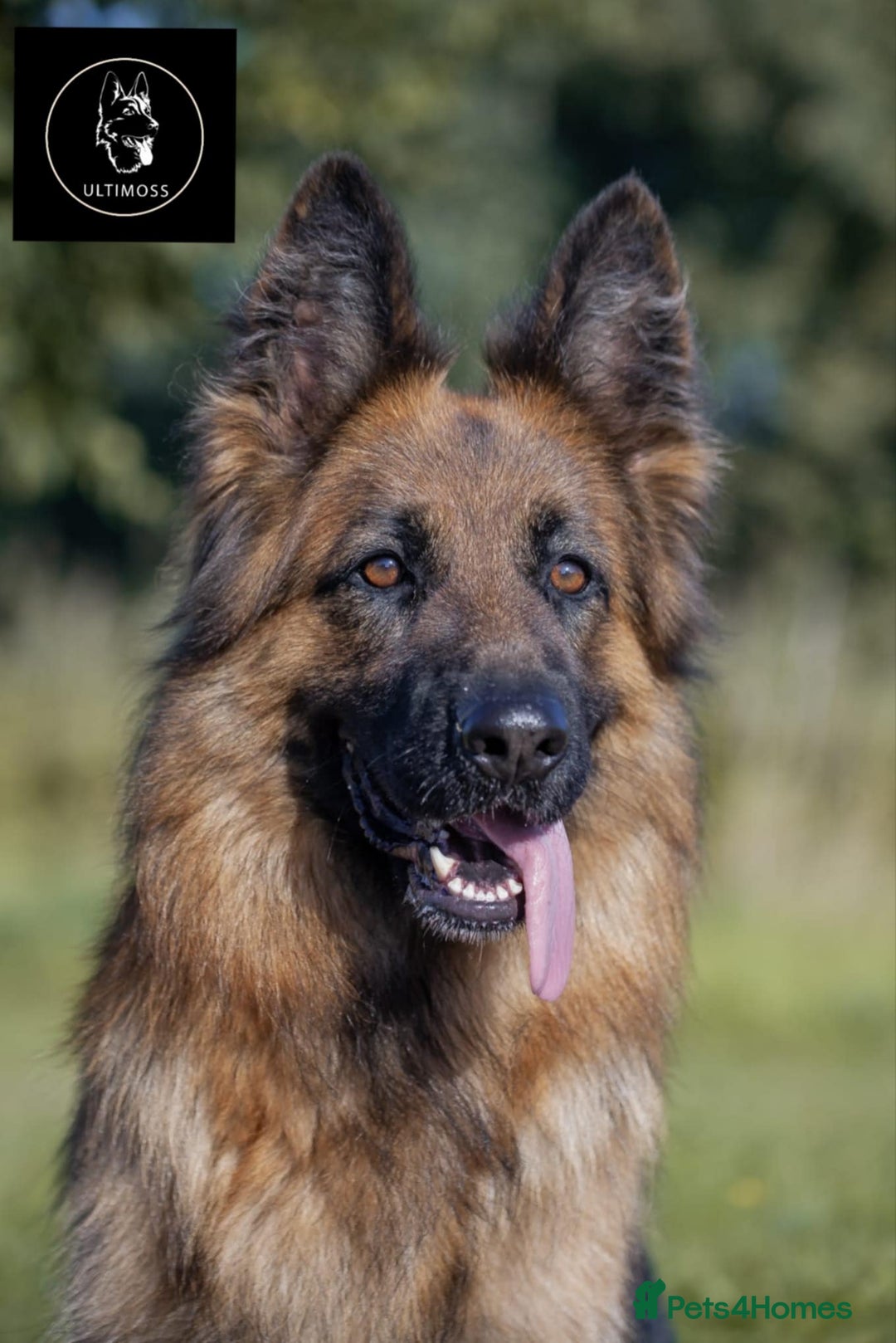 German Shepherd dogs for sale: German Shepherd Puppies - Image 2