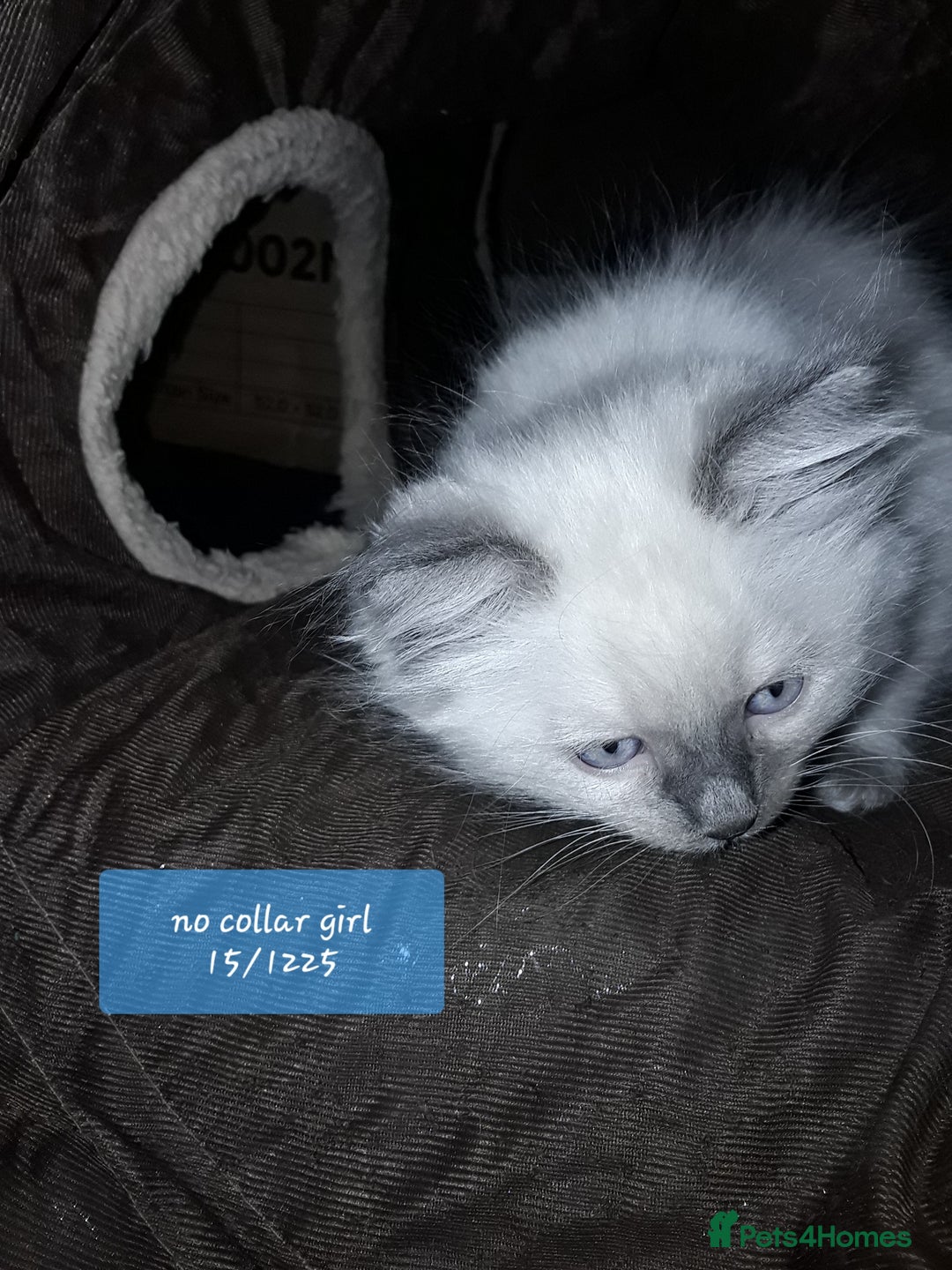 Ragdoll cats for sale: Stunning ragdolls - Advert 9