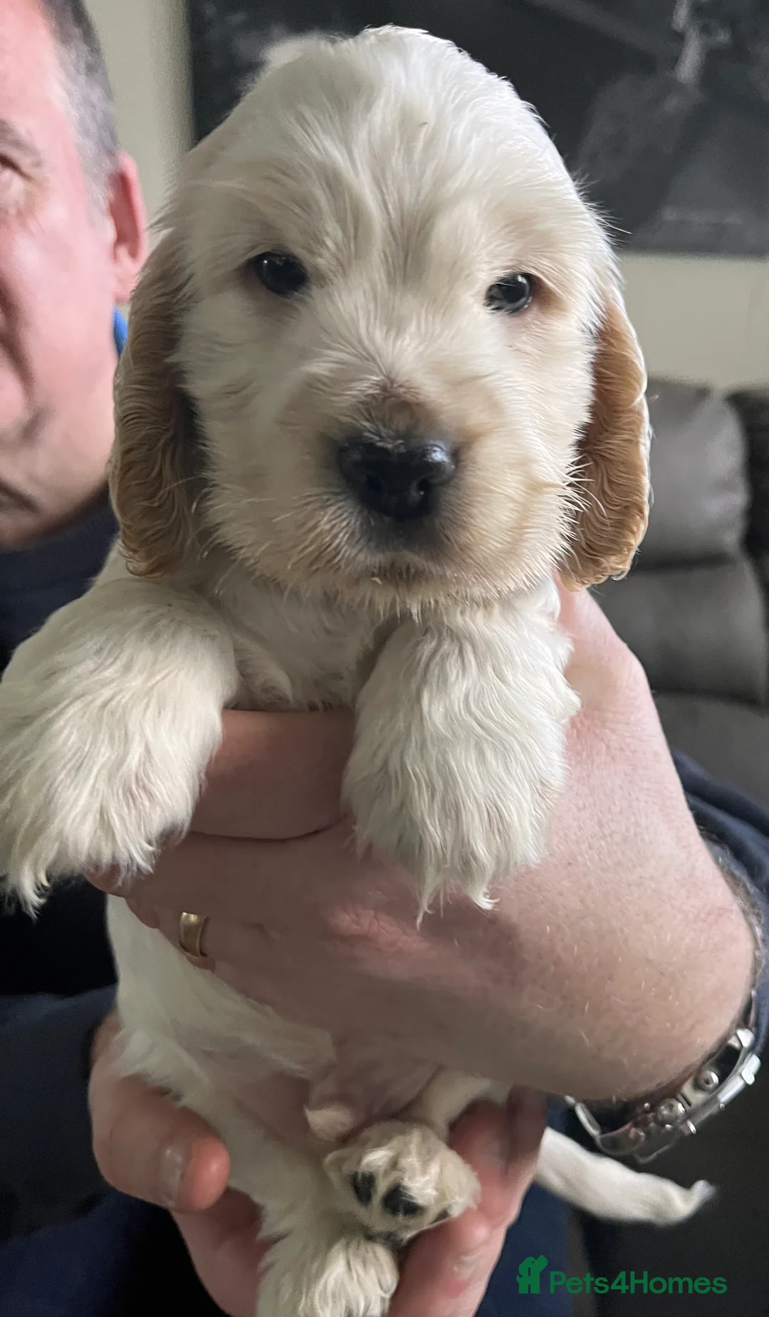 Cocker Spaniel dogs for sale: Show type Cocker Spaniels - Advert 7