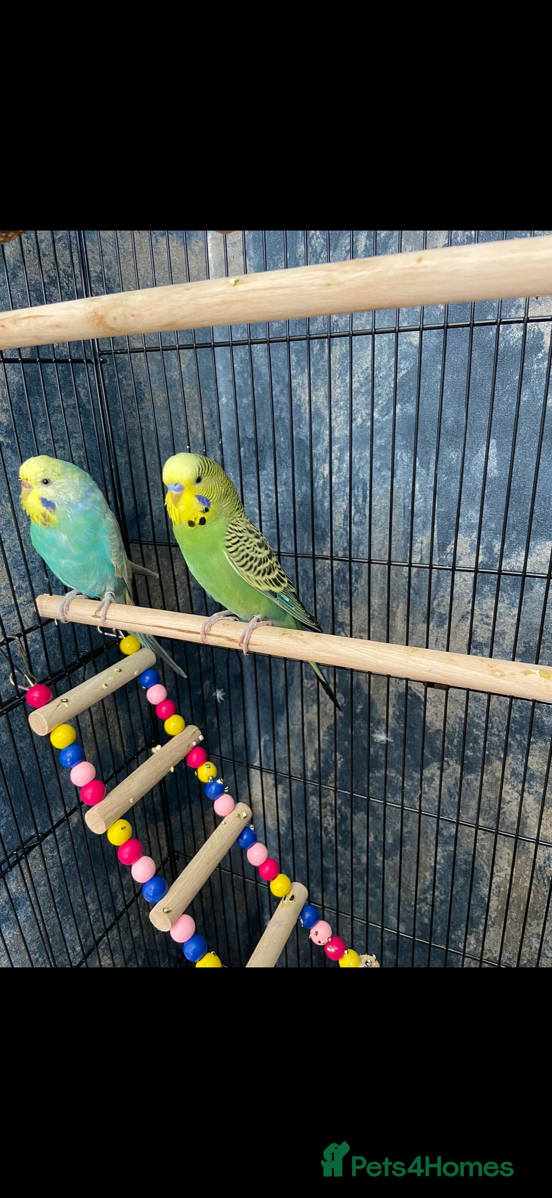Budgerigars birds for sale: 2 budgies and full set up - Advert 3