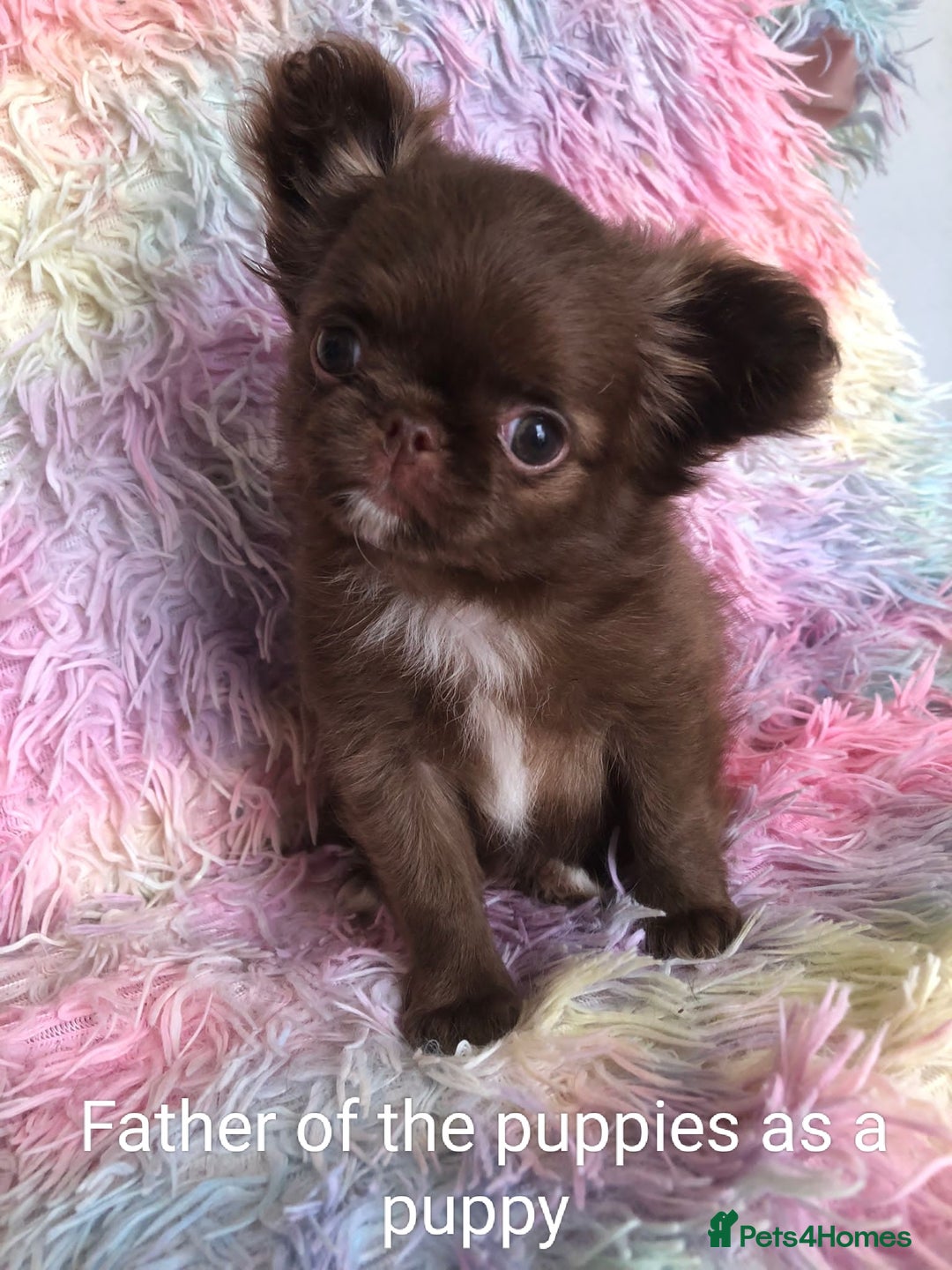 Chihuahua dogs for sale: Only one beautiful boy left,he's totally stunning  - Image 21