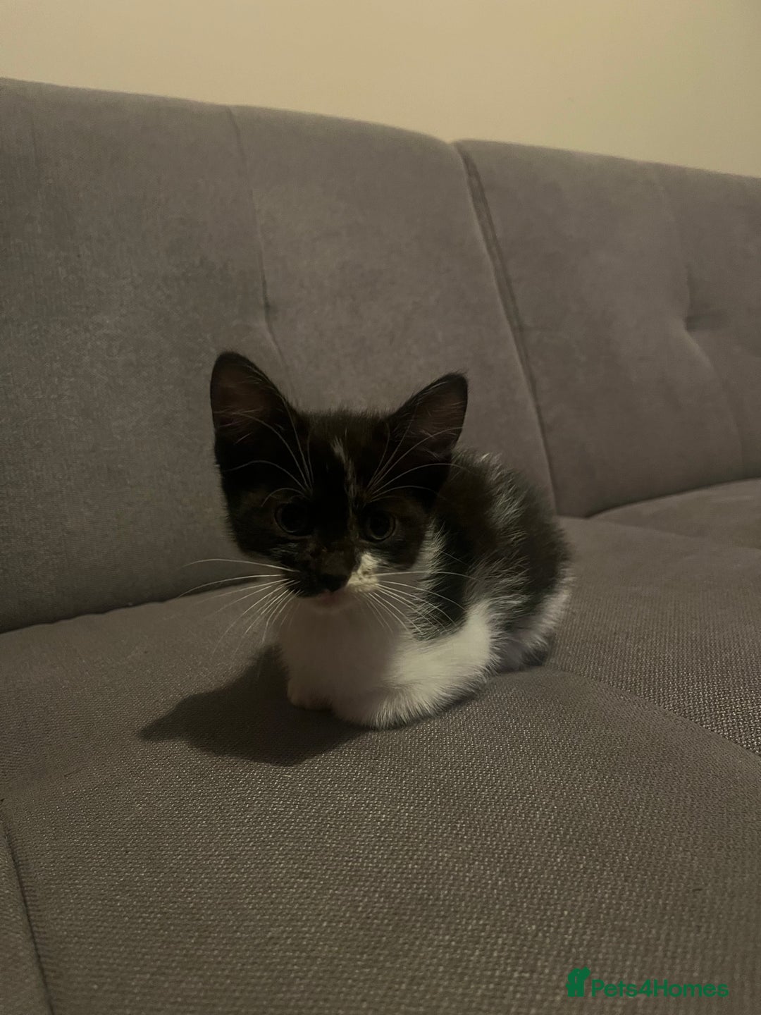 British Shorthair cats for sale: Black and white kittens! - Image 9