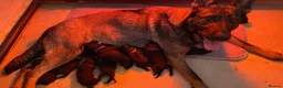 German Shepherd dogs for sale: Working-Line German Shepherd Puppies - Cornwall - Advert 14