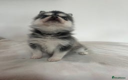 Pomsky dogs for sale: Honey I shrunk the Husky 😂 Genuine Toy size pomsk - Image 10