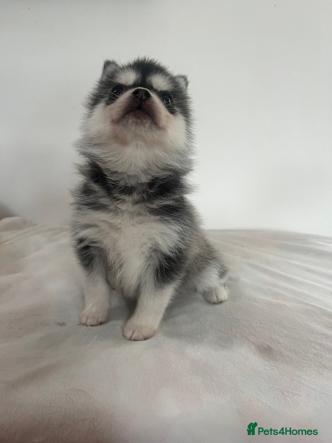 Pomsky dogs for sale: Honey I shrunk the Husky 😂 Genuine Toy size pomsk - Image 10