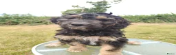 Cockapoo dogs for sale: 1 boy remaining,F1 cocapoo  - Advert 11