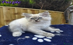 Ragdoll cats for sale: 🤍 STUNNING GCCF REGISTERED RAGDOLL KITTENS 🤍🤍 - Image 18