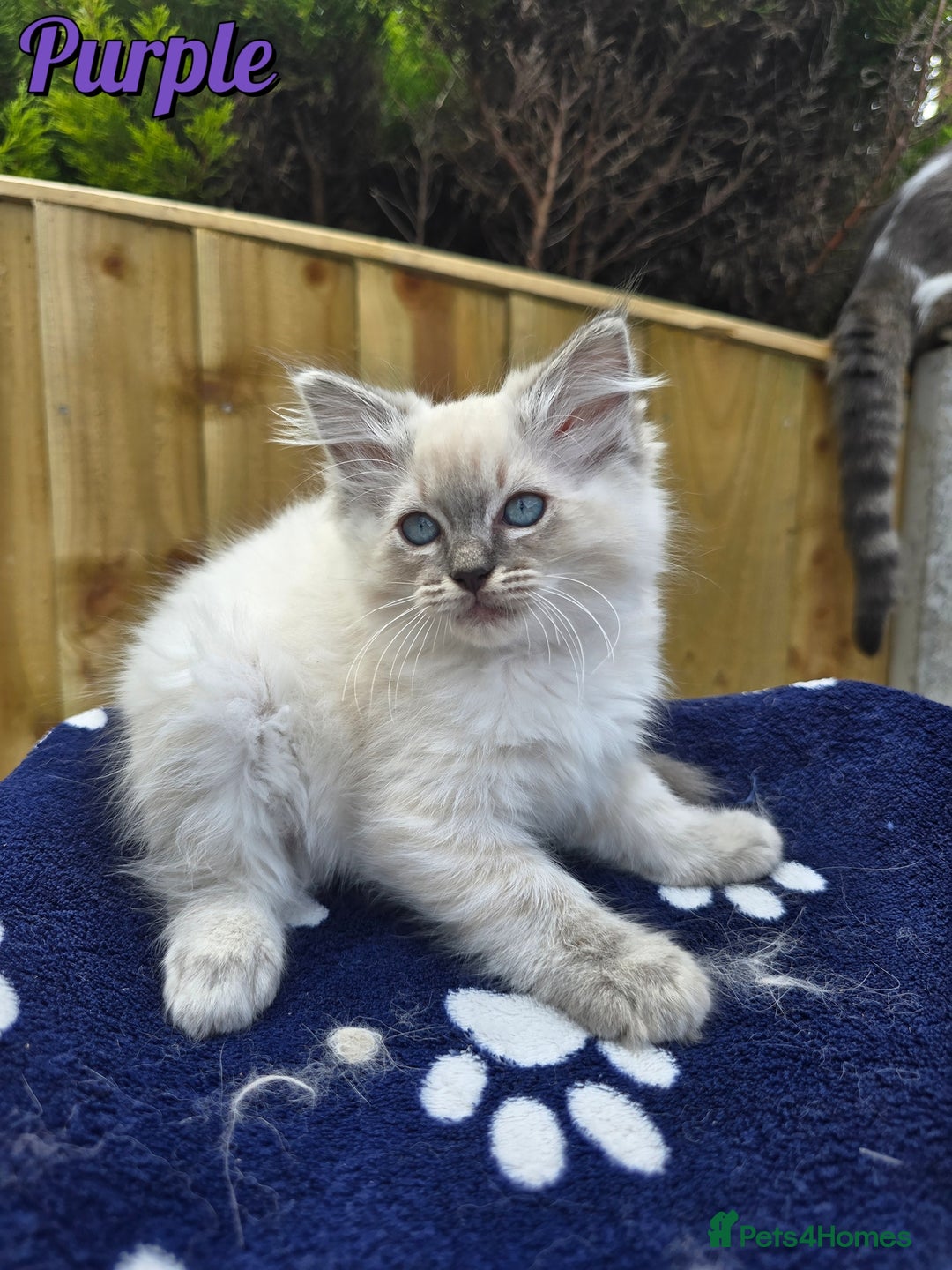 Ragdoll cats for sale: 🤍 STUNNING GCCF REGISTERED RAGDOLL KITTENS 🤍🤍 - Image 18