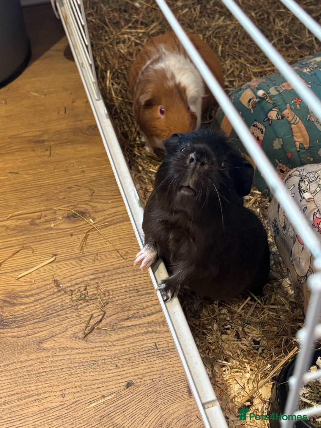 Guinea Pig rodents for sale: Guinea pigs - Advert 10