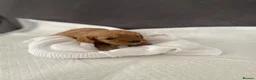 Cavapoo dogs for sale: Cavapoo pupies🐶 - Advert 3