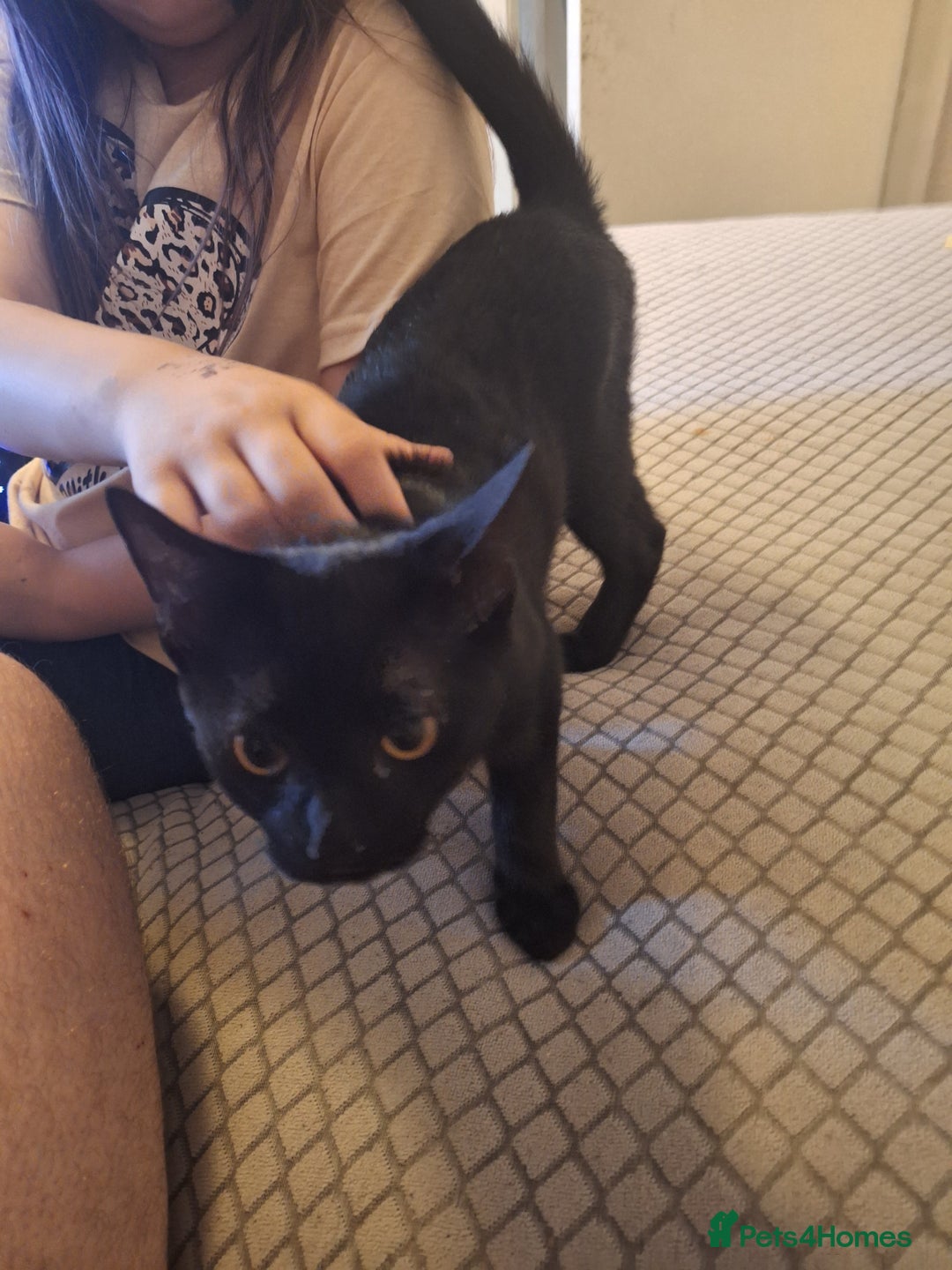 British Shorthair cats for sale: Two female black cats and one male black and white - Image 1