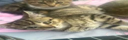 Mixed Breed cats for sale: Adorable kittens - Advert 8