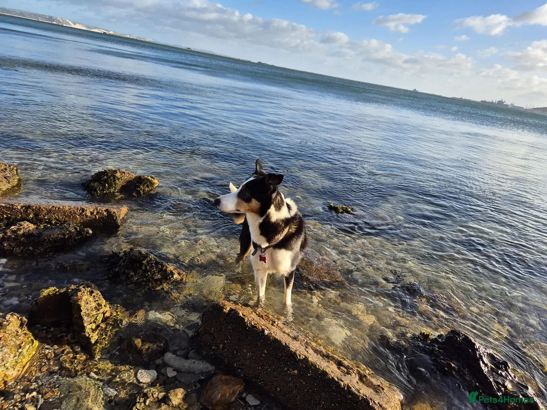 Welsh Collie dogs for sale: Lovely collie looking for quiet home - Advert 2