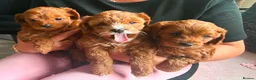 Cavapoo dogs for sale: Cavapoo F2 - Advert 19