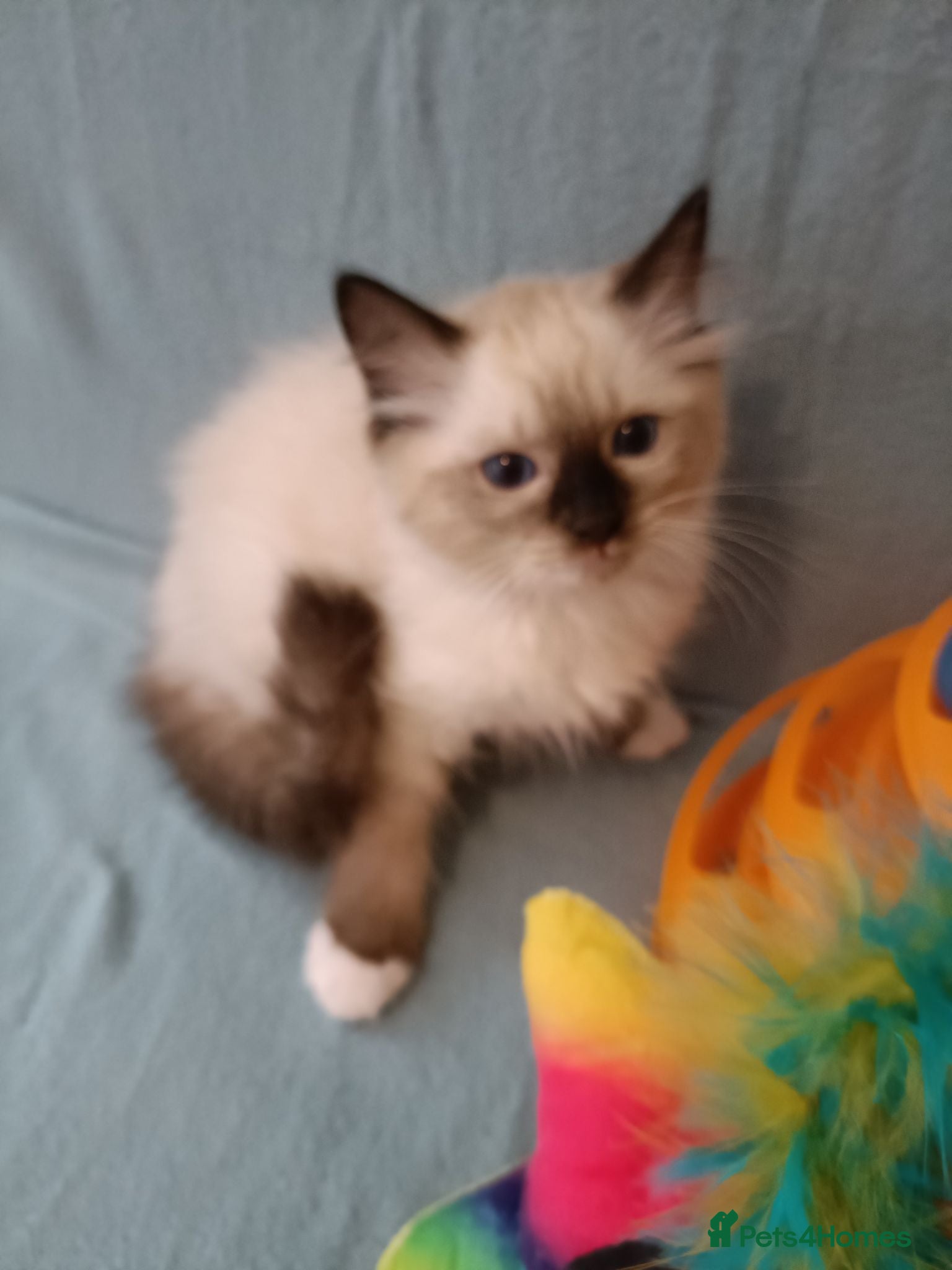 Ragdoll cats Active kittens of Champion Status dad - Advert 18