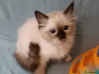 Ragdoll cats Active kittens of Champion Status dad - Advert 18