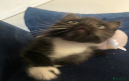 Mixed Breed cats for sale: 3 super fluffy cute kittens  - Image 24