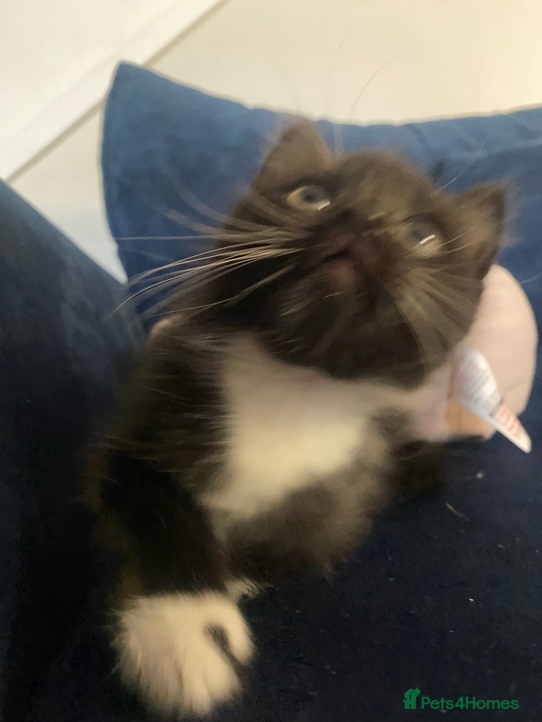 Mixed Breed cats for sale: 3 super fluffy cute kittens  - Image 24