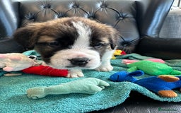 Saint Bernard dogs for sale: KC Registered St. Bernards For Sale! - Image 23