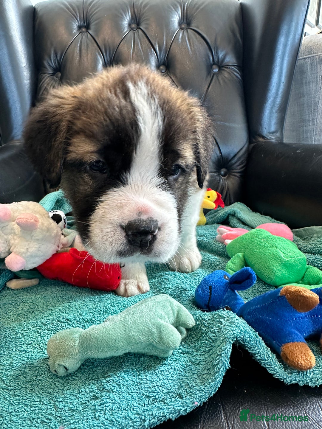 Saint Bernard dogs for sale: KC Registered St. Bernards For Sale! - Image 23