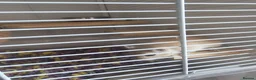 Gerbil rodents for sale: 2 female gerbils and cage in Spennymoor - Advert 3