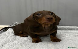 Miniature Dachshund dogs for sale: Ready to go-Gorgeous miniature Dachshund puppies   - Image 6