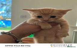 Mixed Breed cats for sale: Kittens  - Image 2