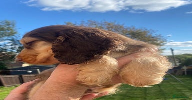 Cocker Spaniel dogs - Advert 3