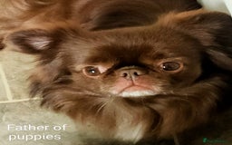 Chihuahua dogs for sale: Only one beautiful boy left,he's totally stunning  - Image 19
