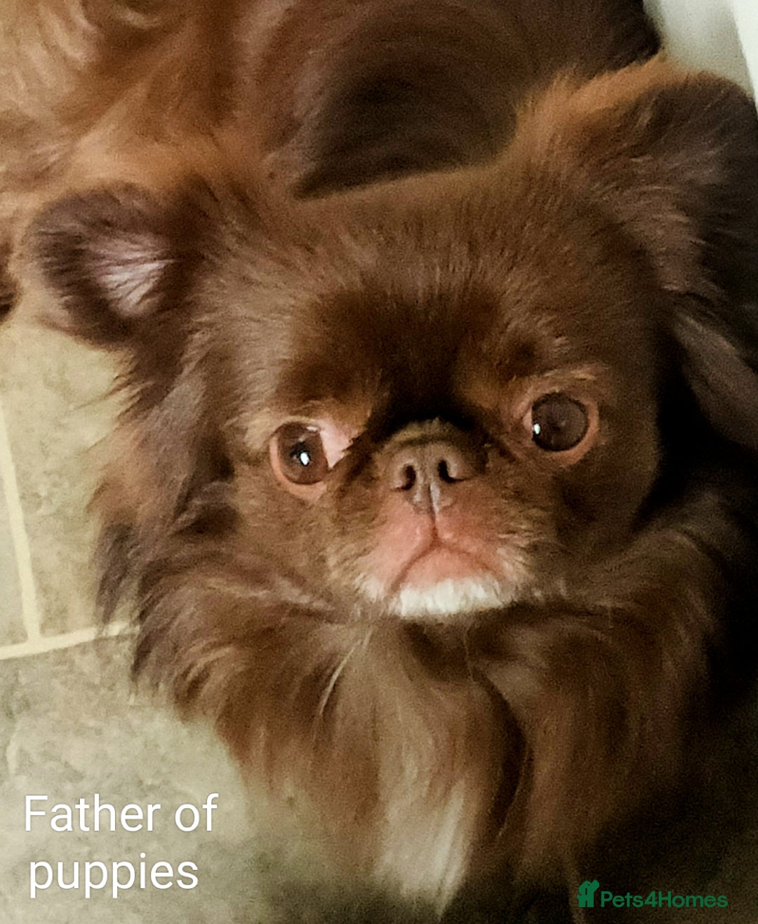 Chihuahua dogs for sale: Only one beautiful boy left,he's totally stunning  - Image 19