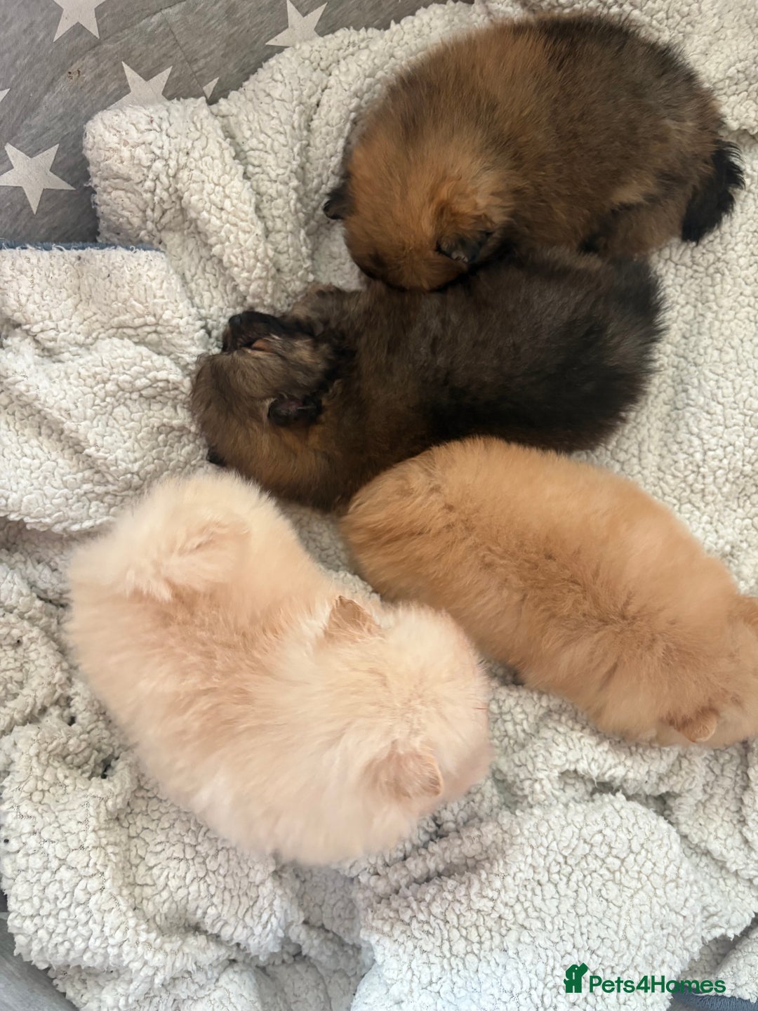 Pomeranian dogs for sale: ** Pomeranian Puppies 🐶🤍🐻🤎 - Image 14