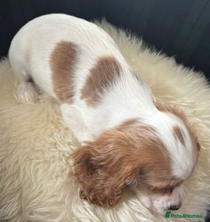 Cockalier dogs Cockalier puppies - health tested parents - Advert 2