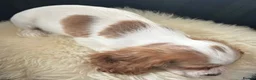 Cockalier dogs for sale: Cockalier puppies - health tested parents - Advert 8