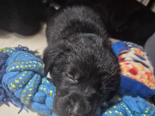 Labrador Retriever dogs Labrador/ retriever puppies - Advert 8