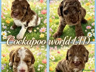 Cockapoo dogs DNA CLEAR, waiting list open, F1 Cockapoos - Advert 15