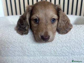 Miniature Dachshund dogs Top quality long haired miniature dachshunds - Advert 2