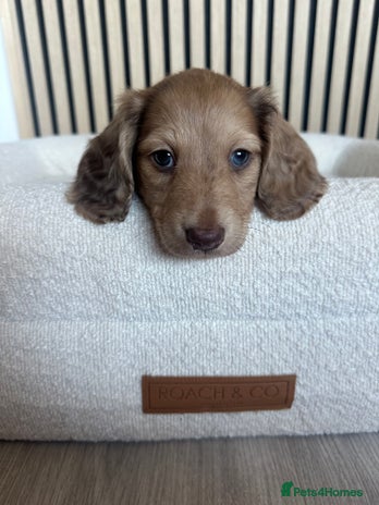 Miniature Dachshund dogs Top quality long haired miniature dachshunds - Advert 13