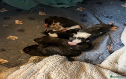 English Bull Terrier dogs for sale: ENGLISH BULL TERRIER LITTER PUPS - Image 7