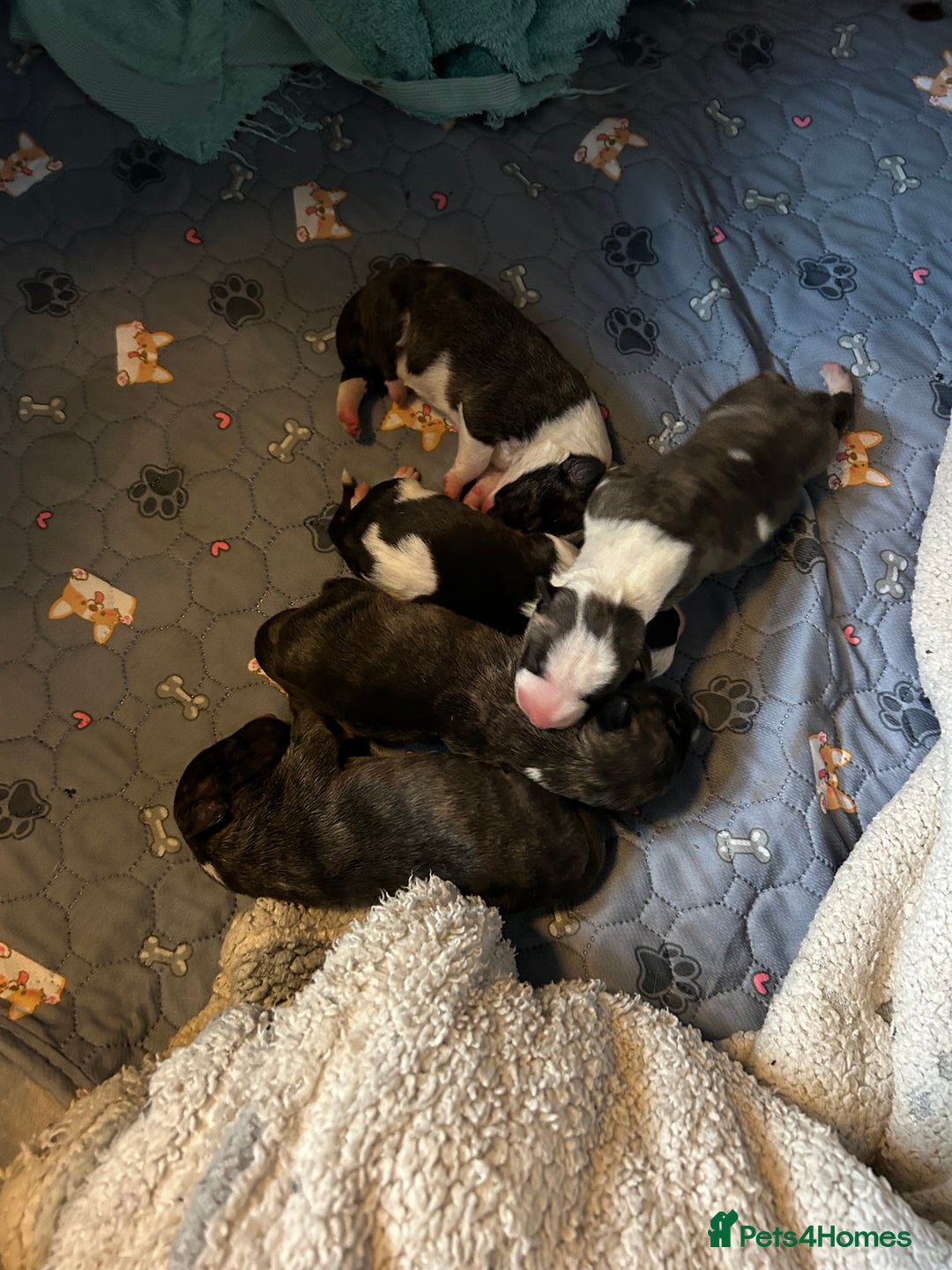 English Bull Terrier dogs for sale: ENGLISH BULL TERRIER LITTER PUPS - Image 7