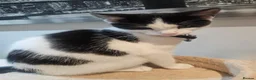Mixed Breed cats for sale: 12 Week Old Rag Doll/Tabby Cross - Advert 5