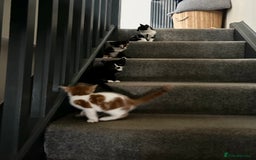 Mixed Breed cats for sale: Stunning mixed kittens  - Image 12