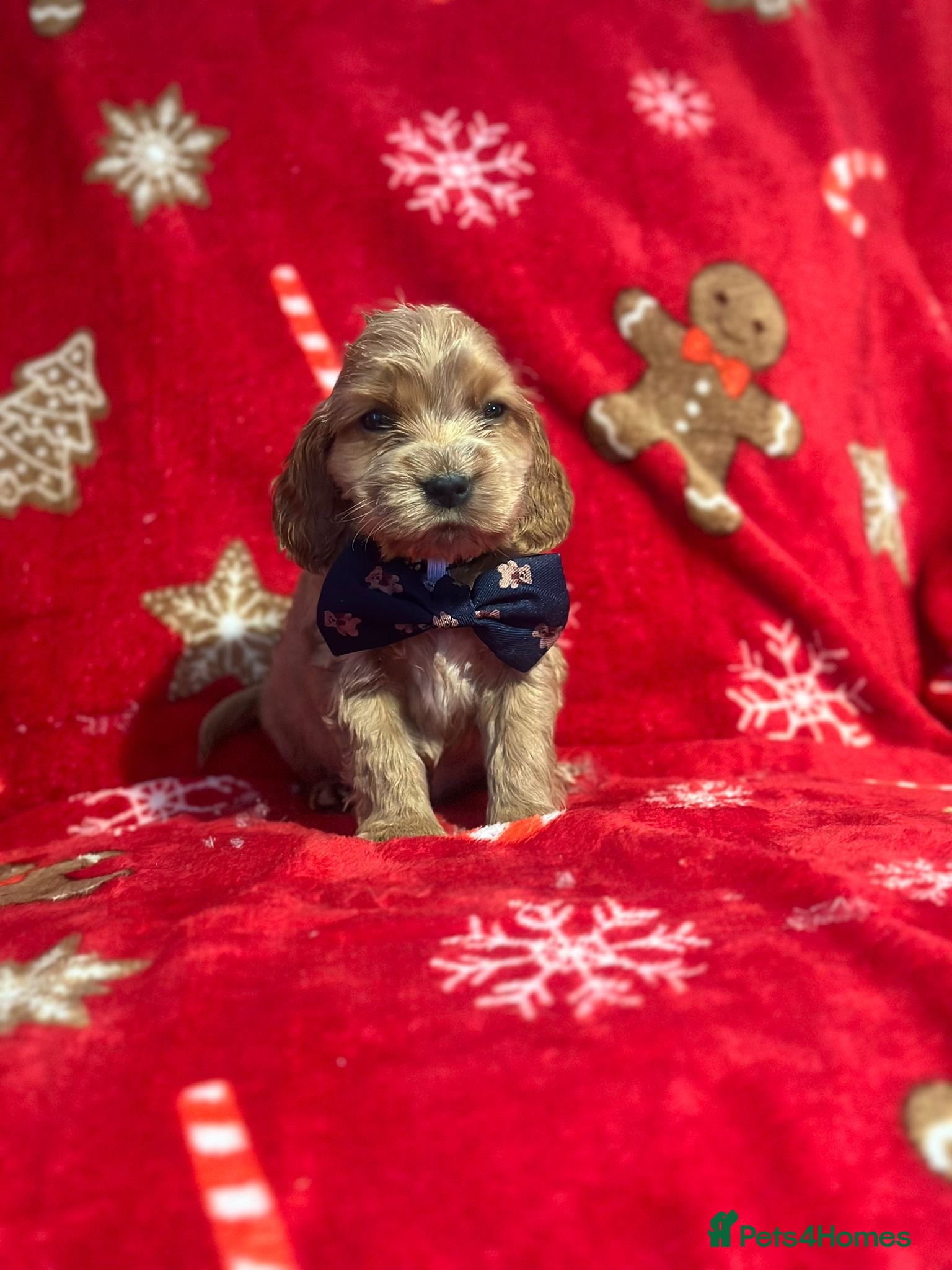 Cocker Spaniel dogs 🌟STUNNING SHOW COCKER SPANIEL PUPPIES🌟 - Advert 2